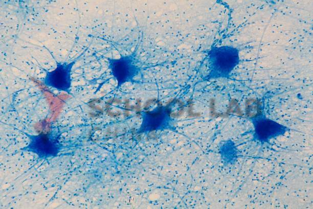 Prepared Microscope Slide - Peripheral Nerve L.S.